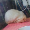 ラットちゃん ♂ サムネイル4