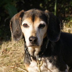 「先輩犬が教える群れのルール」サムネイル2