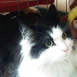 ノルウェージャン、オチャメな❤ピレちゃん