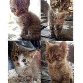 生後1ヶ月の4兄弟(トラMIX・オス3匹メス1匹)