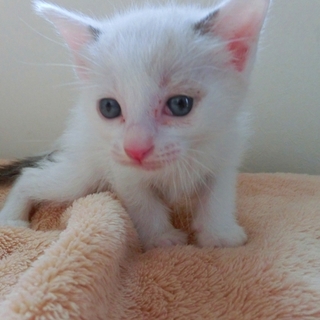 「若葉君」☆男の子☆１ヶ月くらい