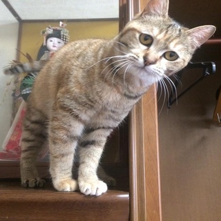 トラ猫の里親さん募集中