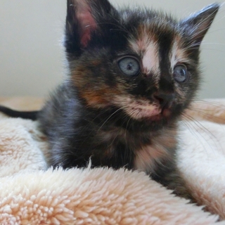 「こむぎちゃん」☆女の子☆１ヶ月くらい