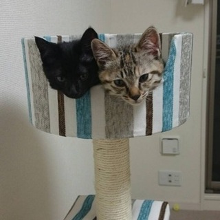 姉妹で引き取っていただける方希望です