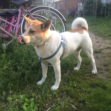 迷子犬で自宅まで連れてかえりました。