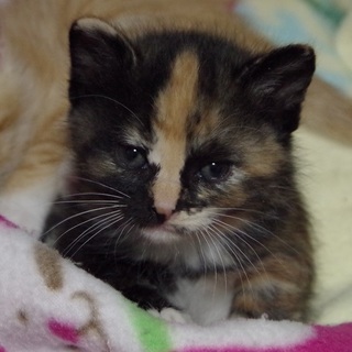 個性的なサビ猫　手袋ちゃん