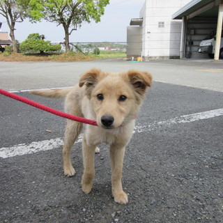 緊急募集！！保健所オススメの5、6ヶ月の男の子です