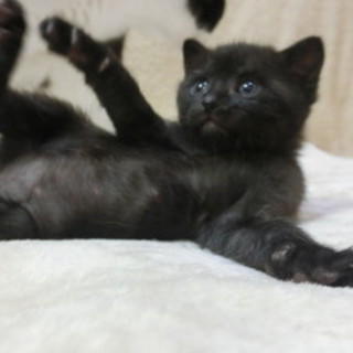 サント君☆ぷりぷりの男の子1.5ヶ月くらい