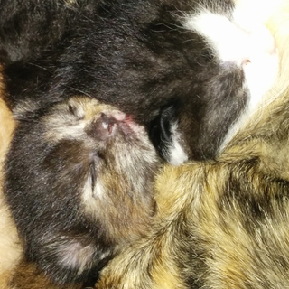 生後２週間前後の子猫です。(４匹)