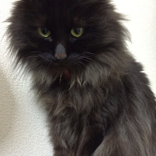 至急！9月で8歳の元気な男の子です。