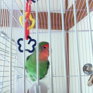 里親さん募集します