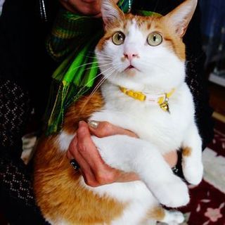 ★飼主死亡のハンディ、甘えんぼ・トムくん★
