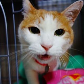 ★あたしだけを見て！茶白のみ～ちゃん★