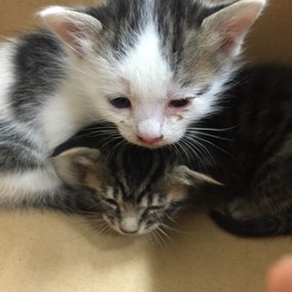 野良の子です。