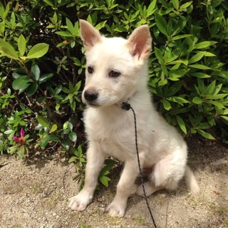 生後４ヶ月の白玉くん⭐︎MIX