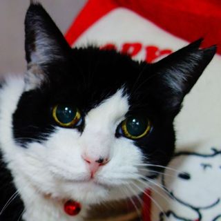 ★なつっこい白黒のんちゃん★