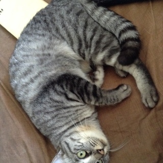 甘えん坊のアメリカンショートヘア似の女の子