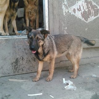 中型犬ミックス