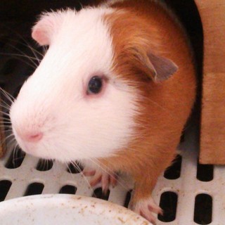 モルモット兄弟里親募集(ハク王子)