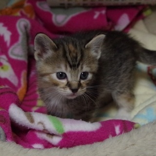 可愛いキジ子猫　たびちゃん