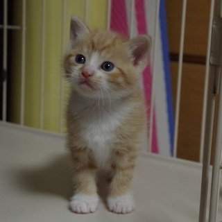 わんぱくな茶トラ白の男の子　軍手くん