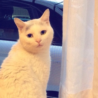 兄弟一緒に里親さん決定！ありがとうございました。