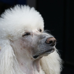 「先輩犬が教える群れのルール」サムネイル1