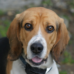 「先輩犬が教える群れのルール」サムネイル3