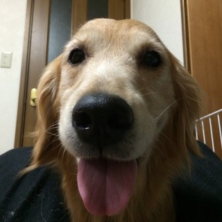 再募集☆６歳♀ゴールデン里親募集