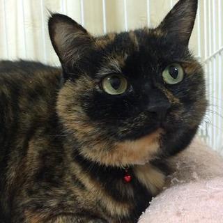 まんまるおめめの「まりも」です♪ 