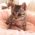 【応募多数の為募集一時停止】可愛い子猫です♪