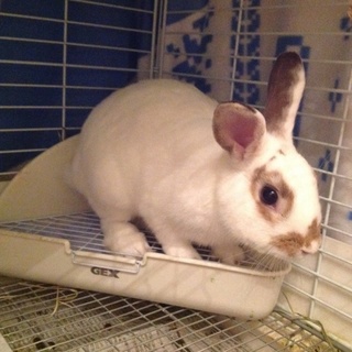 遺棄うさぎ♂推定1歳前後