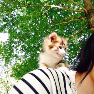 【子猫】サビ猫