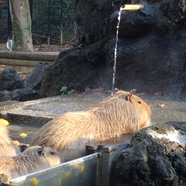 はるるん満開のカバー写真