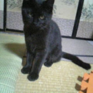 ＊愛知県＊生後3ヶ月程度の♀子猫です。「交渉中」