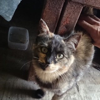 元気なサビトラちゃんです。