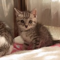 【応募多数の為募集一時停止】可愛い子猫です♪