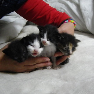 子猫　4月生まれ　