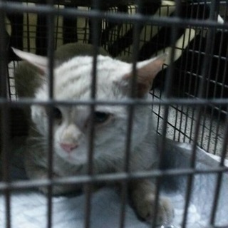 白血病陽性の猫　里親になってください