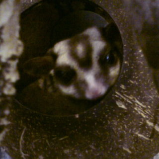 ふくろももんがの成体オスの里親募集します