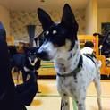 完全室内飼育☆１～２歳☆チェイサー君