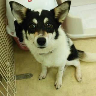 完全室内飼育☆１歳☆ヒナちゃん