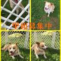 コーギーmix.完全室内飼育☆4歳☆はんちゃん