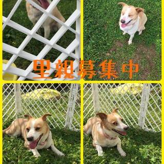 コーギーmix.完全室内飼育☆4歳☆はんちゃん