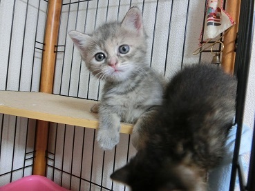 「せりちゃん」☆女の子☆１ヶ月くらい（一時停止） サムネイル2