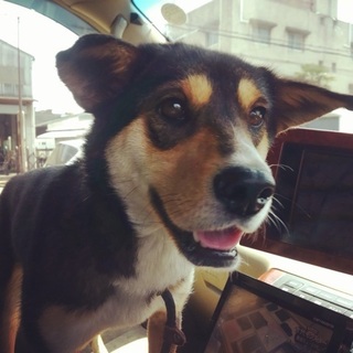 黒柴Mix♀推定1歳未満のメゴ♡ご家族さま決定！