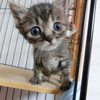 「つくし君」☆男の子☆１ヶ月くらい（一時停止）