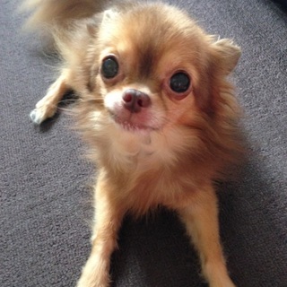 ☆★チワワ／チョコタン♂／9歳★☆