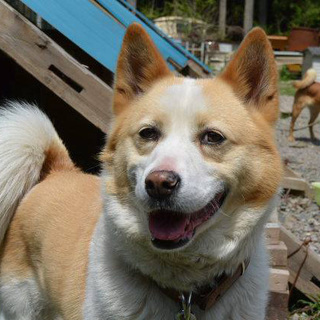 mix♂ サチヲくん