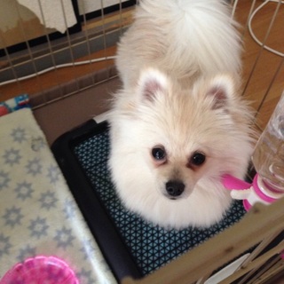 ポメラニアン♀仔犬9ヶ月